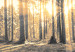 Print On Glass Forest Sun [Glass] 94185 additionalThumb 4