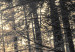 Print On Glass Forest Sun [Glass] 94185 additionalThumb 5