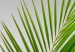 Wall Poster Green Palm Branch - Tropical plant and sea with beach in the background 114395 additionalThumb 9