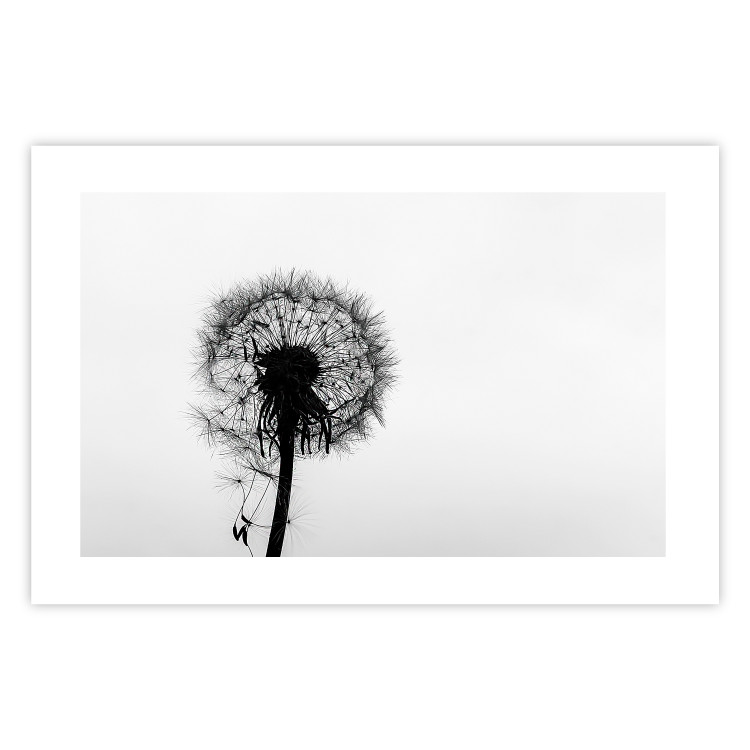 Poster Loneliness - black and white composition with a solitary delicate dandelion 114995 additionalImage 19