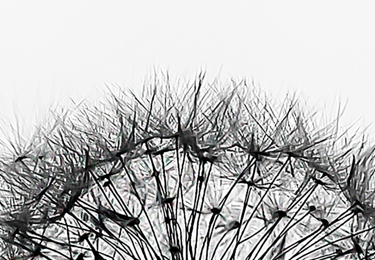 Poster Loneliness - black and white composition with a solitary delicate dandelion 114995 additionalImage 8