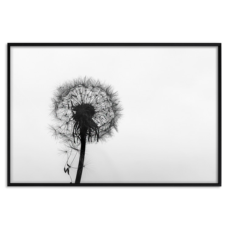 Poster Loneliness - black and white composition with a solitary delicate dandelion 114995 additionalImage 18