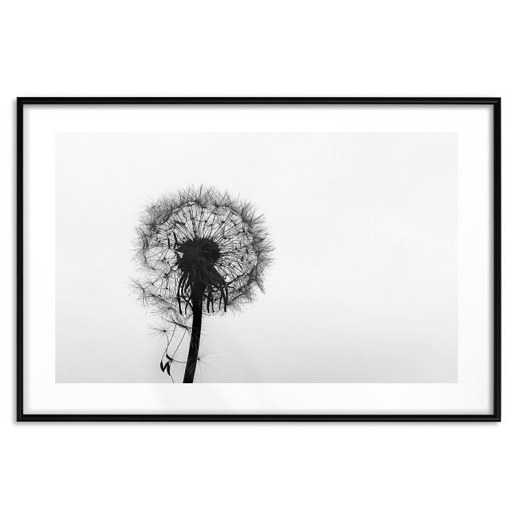 Poster Loneliness - black and white composition with a solitary delicate dandelion 114995 additionalImage 15