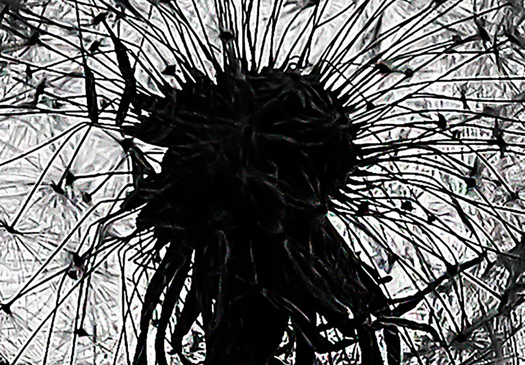 Poster Loneliness - black and white composition with a solitary delicate dandelion 114995 additionalImage 9