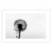 Poster Loneliness - black and white composition with a solitary delicate dandelion 114995 additionalThumb 19