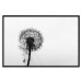 Poster Loneliness - black and white composition with a solitary delicate dandelion 114995 additionalThumb 18