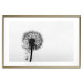 Poster Loneliness - black and white composition with a solitary delicate dandelion 114995 additionalThumb 14