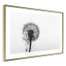 Poster Loneliness - black and white composition with a solitary delicate dandelion 114995 additionalThumb 6