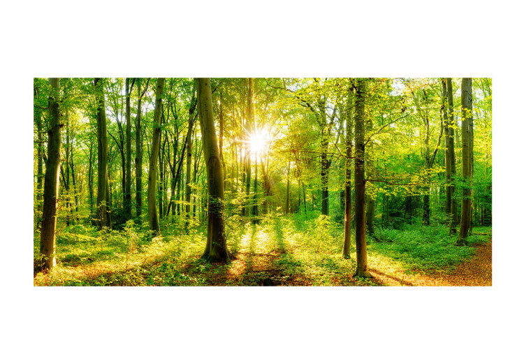 Wall Mural Forest rays - nature landscape with forest path in sunshine 118195 additionalImage 1
