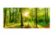 Wall Mural Forest rays - nature landscape with forest path in sunshine 118195 additionalThumb 1