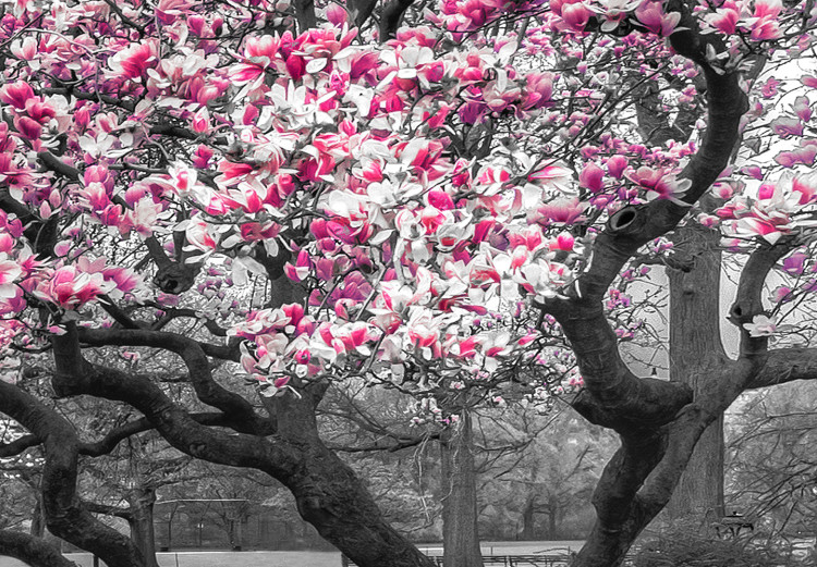 Canvas Magnolia Park (1-part) narrow - pink flowers in a gray setting 128795 additionalImage 4