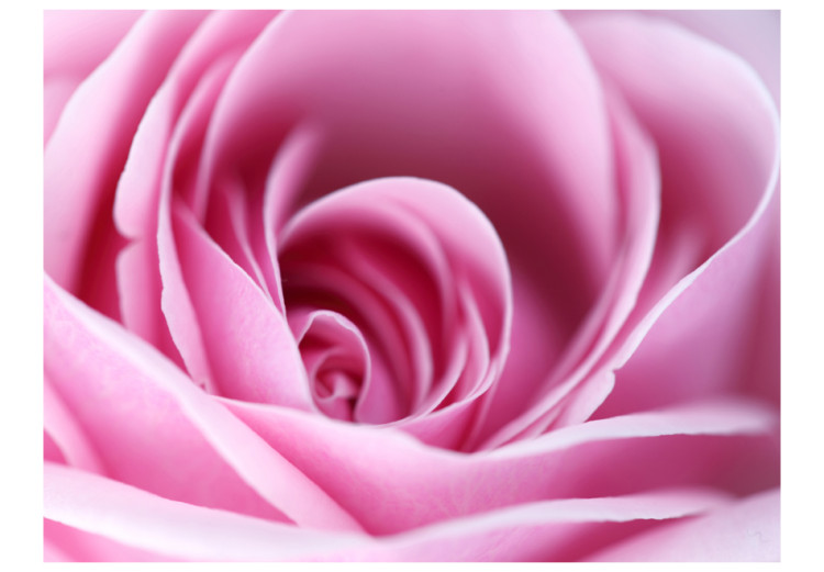 Wall Mural Pink rose 60295 additionalImage 1