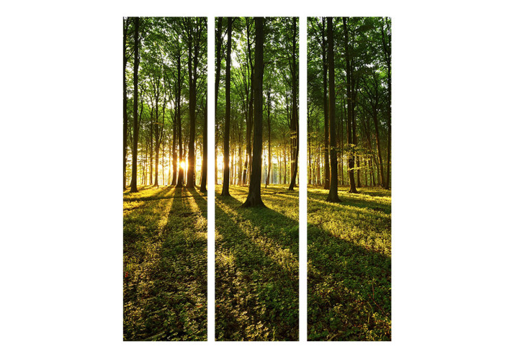 Room Divider Morning in the Forest - landscape of forest nature against the backdrop of a rising sun 95395 additionalImage 3