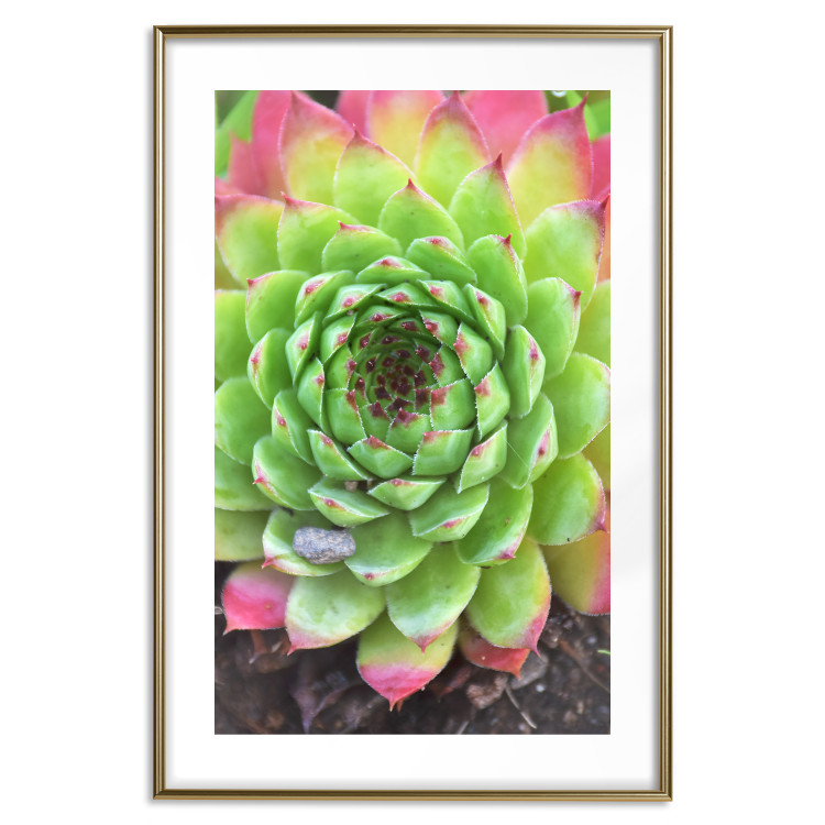 Poster Succulent - botanical composition with green-pink tropical leaves 114306 additionalImage 14