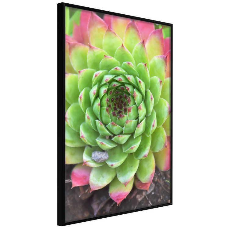 Poster Succulent - botanical composition with green-pink tropical leaves 114306 additionalImage 2