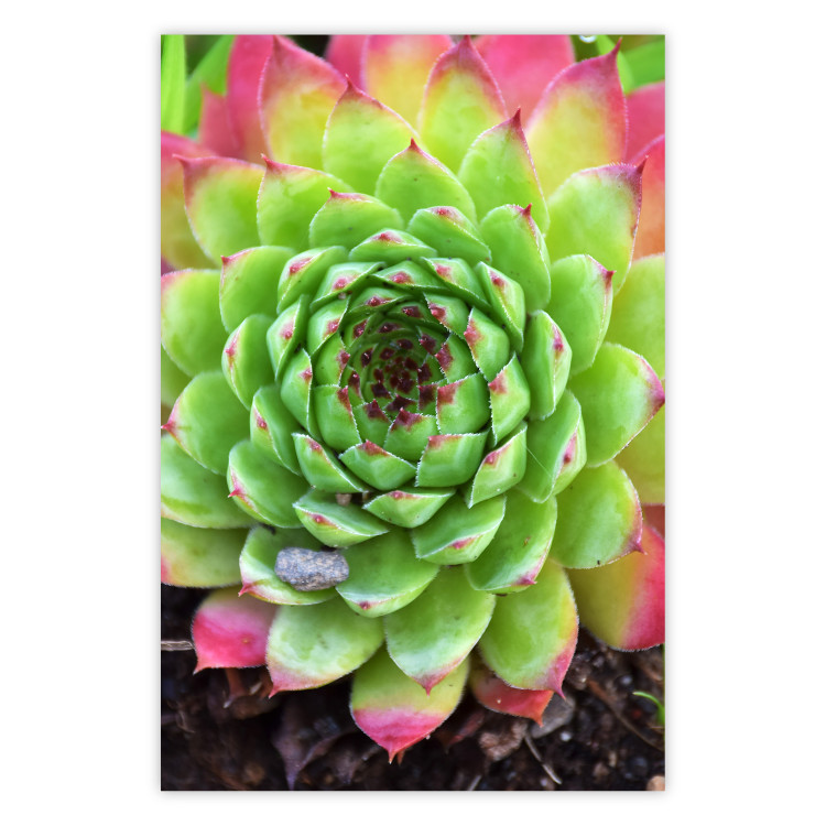 Poster Succulent - botanical composition with green-pink tropical leaves 114306