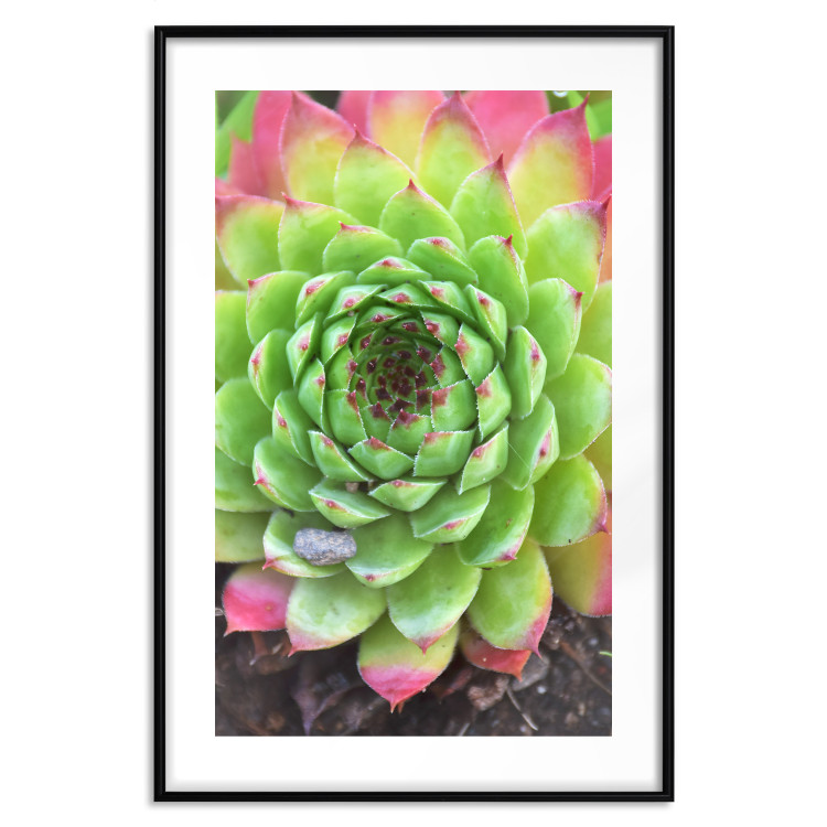 Poster Succulent - botanical composition with green-pink tropical leaves 114306 additionalImage 15
