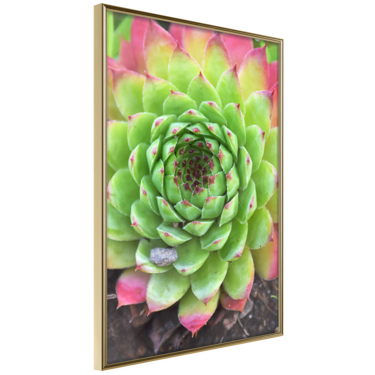 Poster Succulent - botanical composition with green-pink tropical leaves 114306 additionalImage 3