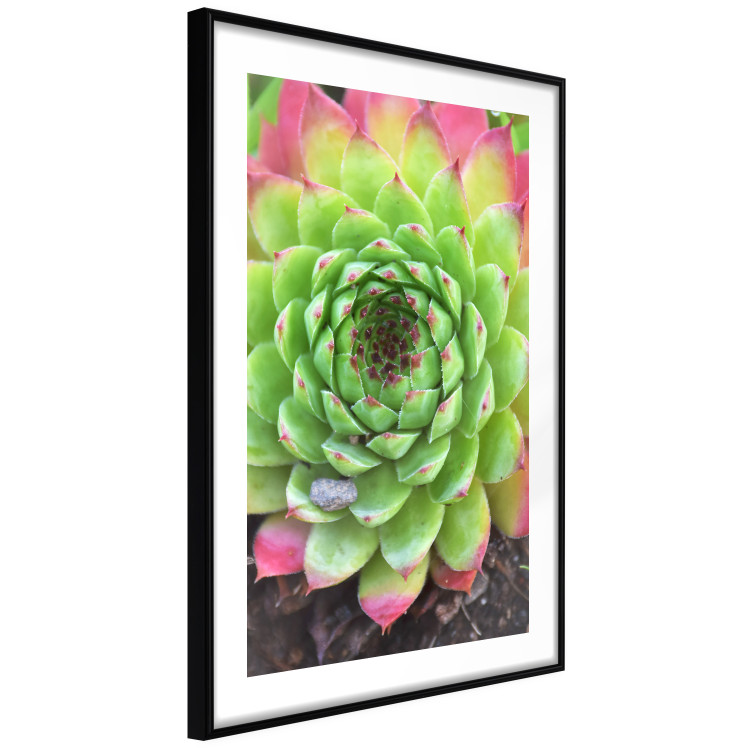 Poster Succulent - botanical composition with green-pink tropical leaves 114306 additionalImage 12