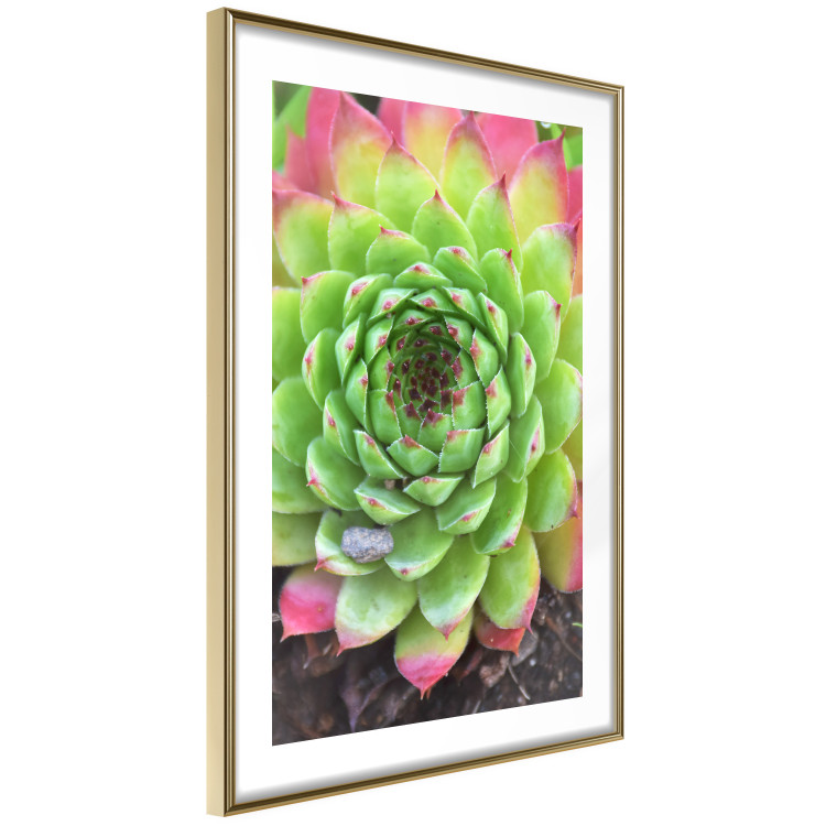 Poster Succulent - botanical composition with green-pink tropical leaves 114306 additionalImage 11