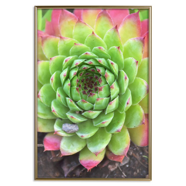 Poster Succulent - botanical composition with green-pink tropical leaves 114306 additionalImage 16