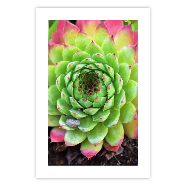 Poster Succulent - botanical composition with green-pink tropical leaves 114306 additionalImage 19