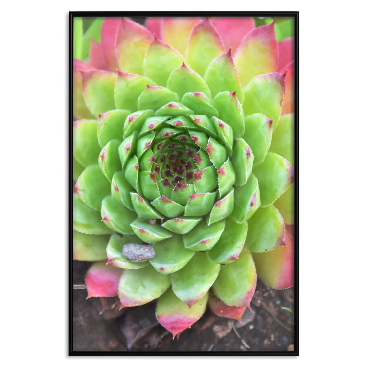 Poster Succulent - botanical composition with green-pink tropical leaves 114306 additionalImage 18