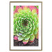 Poster Succulent - botanical composition with green-pink tropical leaves 114306 additionalThumb 14