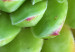 Poster Succulent - botanical composition with green-pink tropical leaves 114306 additionalThumb 4