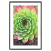 Poster Succulent - botanical composition with green-pink tropical leaves 114306 additionalThumb 15