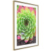 Poster Succulent - botanical composition with green-pink tropical leaves 114306 additionalThumb 11