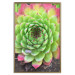 Poster Succulent - botanical composition with green-pink tropical leaves 114306 additionalThumb 16