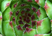 Poster Succulent - botanical composition with green-pink tropical leaves 114306 additionalThumb 5