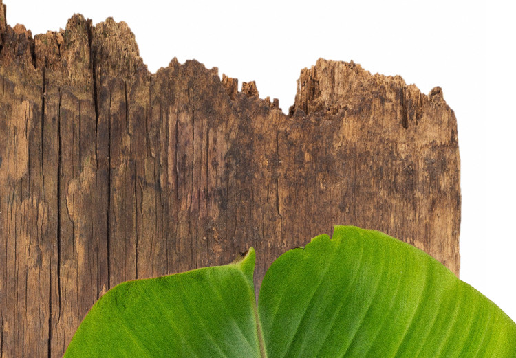 Poster Gravity of Nature - green leaf and wooden piece of plank on a white background 122606 additionalImage 8