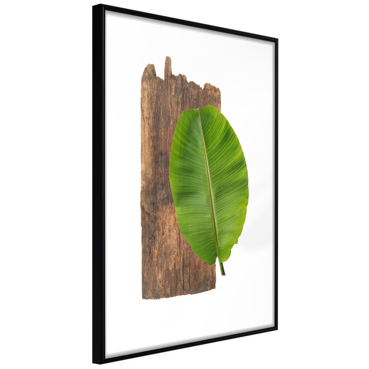 Poster Gravity of Nature - green leaf and wooden piece of plank on a white background 122606 additionalImage 11