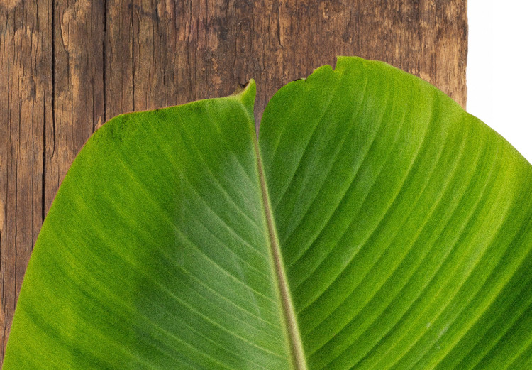 Poster Gravity of Nature - green leaf and wooden piece of plank on a white background 122606 additionalImage 9
