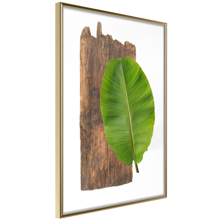 Poster Gravity of Nature - green leaf and wooden piece of plank on a white background 122606 additionalImage 12