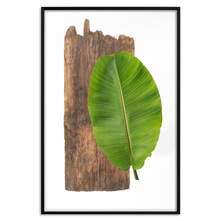 Poster Gravity of Nature - green leaf and wooden piece of plank on a white background 122606 additionalImage 18