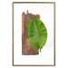 Poster Gravity of Nature - green leaf and wooden piece of plank on a white background 122606 additionalThumb 14