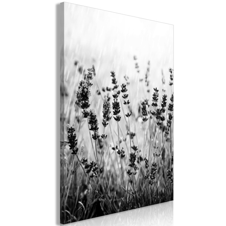 Canvas Print Blooming lavender - meadow with lavender flowers black and white photo 123806 additionalImage 2