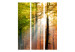 Room Divider Forest Colors (3-piece) - colorful landscape among deciduous trees 132906 additionalThumb 3