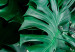 Wall Poster Dense Jungle - plant composition of tropical greenish jungle 134506 additionalThumb 11