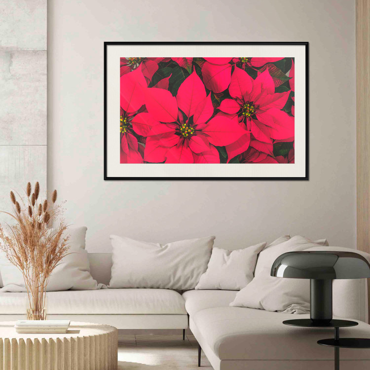 Poster The Beauty of Christmas - The Intense Red Flowers of the Star of Bethlehem 151706 additionalImage 17