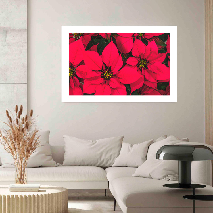 Poster The Beauty of Christmas - The Intense Red Flowers of the Star of Bethlehem 151706 additionalImage 6