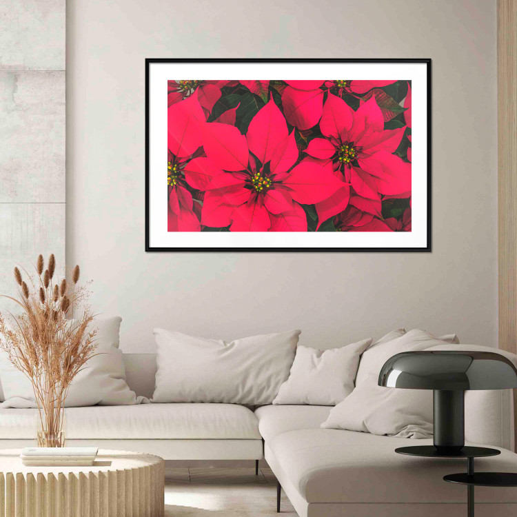 Poster The Beauty of Christmas - The Intense Red Flowers of the Star of Bethlehem 151706 additionalImage 15