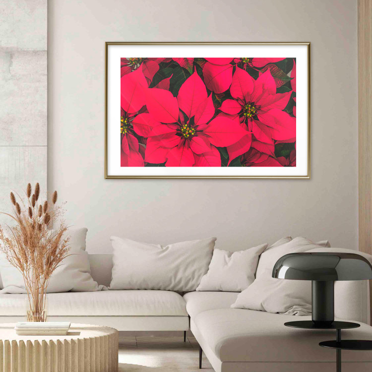 Poster The Beauty of Christmas - The Intense Red Flowers of the Star of Bethlehem 151706 additionalImage 16