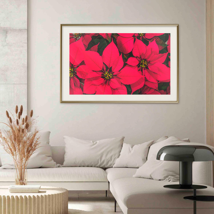 Poster The Beauty of Christmas - The Intense Red Flowers of the Star of Bethlehem 151706 additionalImage 20