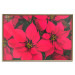 Poster The Beauty of Christmas - The Intense Red Flowers of the Star of Bethlehem 151706 additionalThumb 23