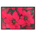 Poster The Beauty of Christmas - The Intense Red Flowers of the Star of Bethlehem 151706 additionalThumb 19
