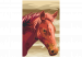 Paint by Number Kit Horse Portrait 107516 additionalThumb 7